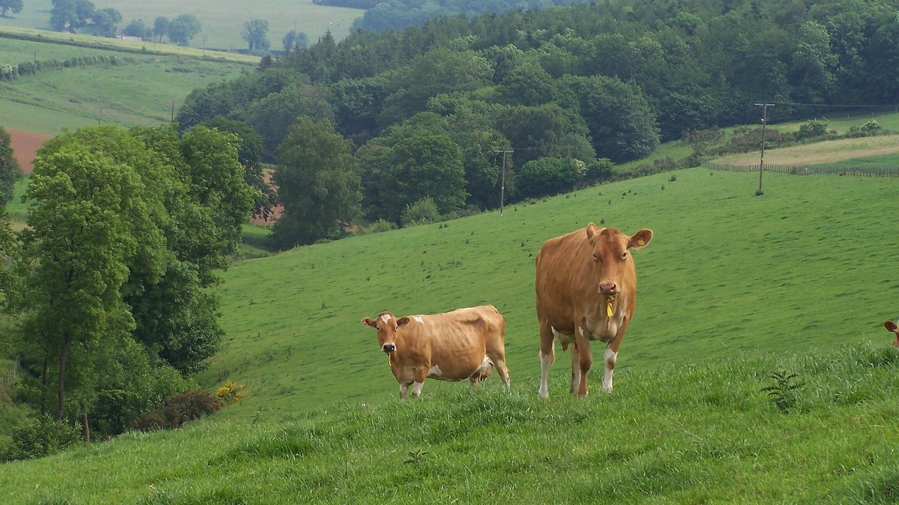 Photo of Others in Garway