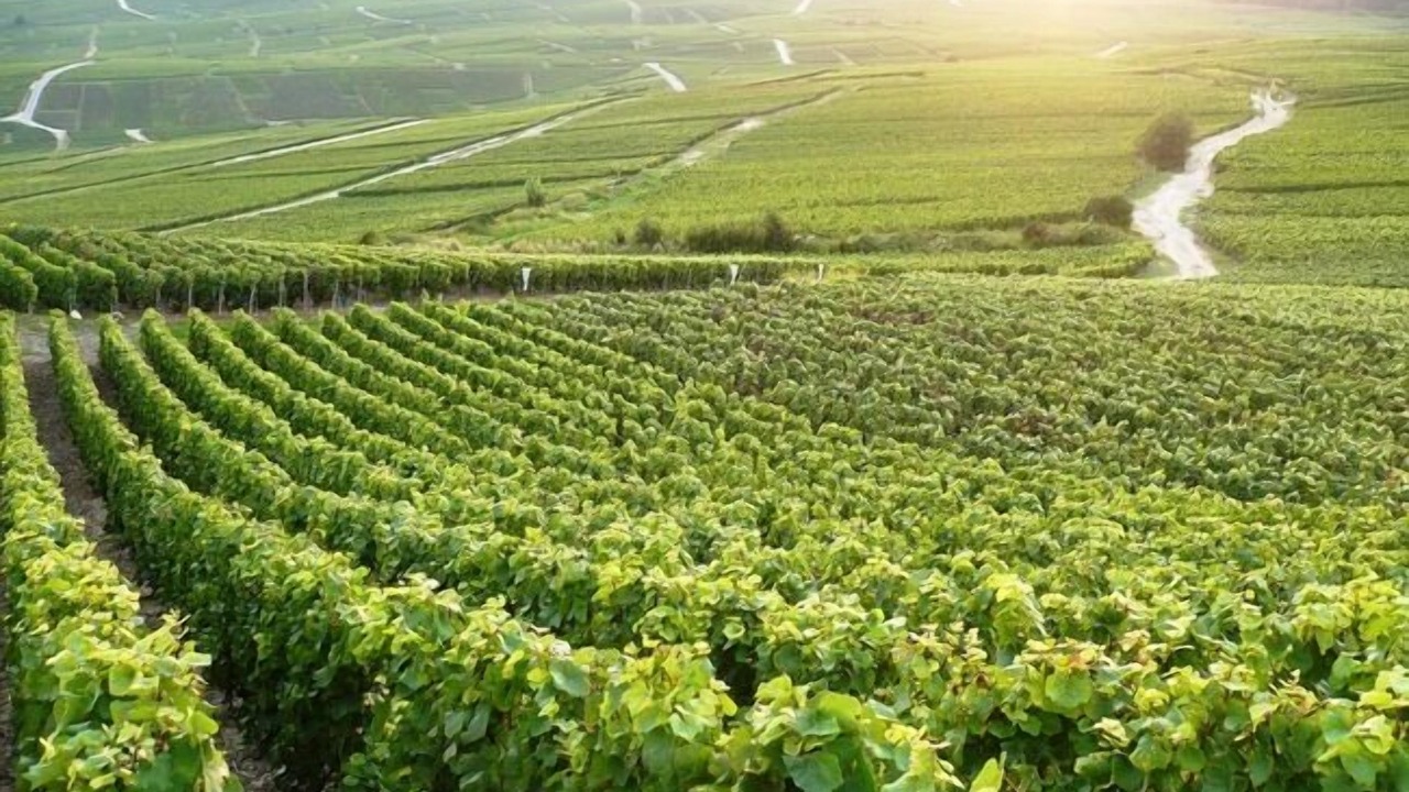 Photo of Others in Epernay