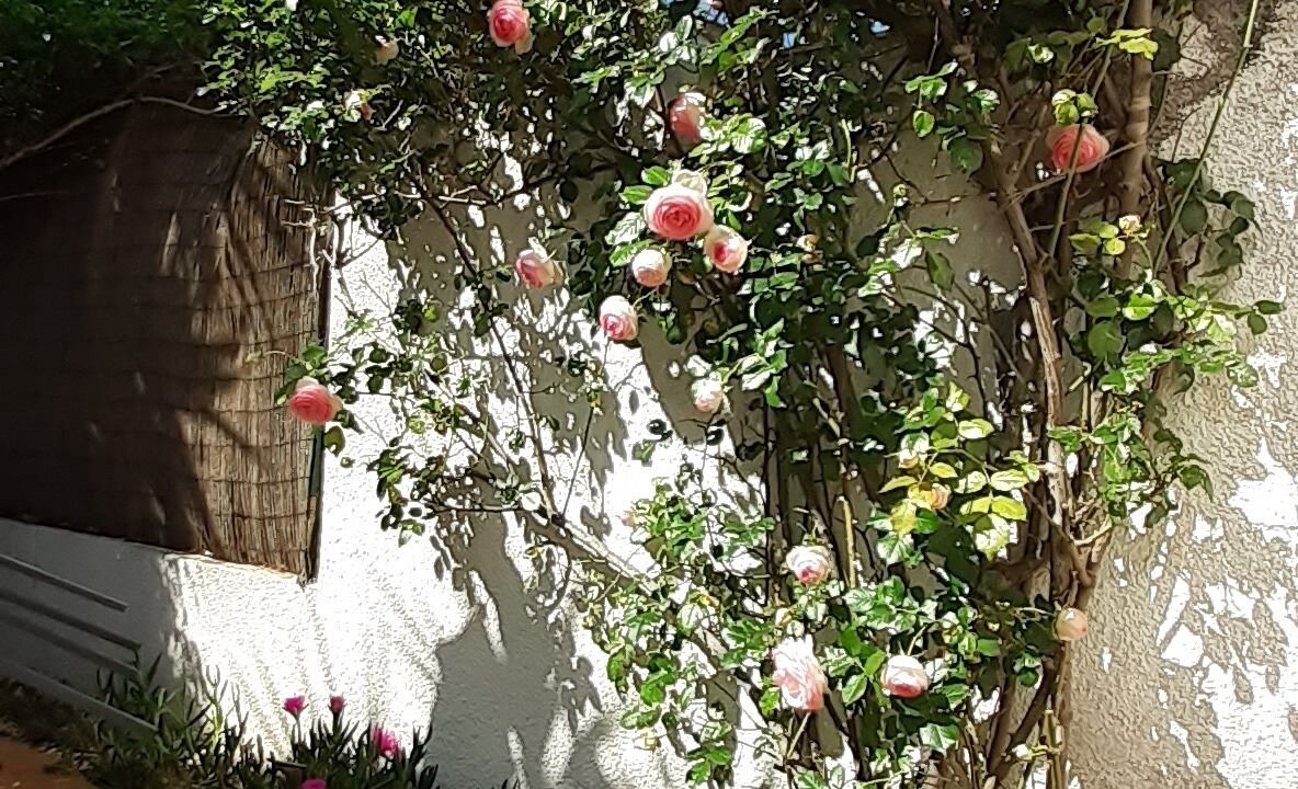 Photo of Outdoor in Saint-Cyprien Plage