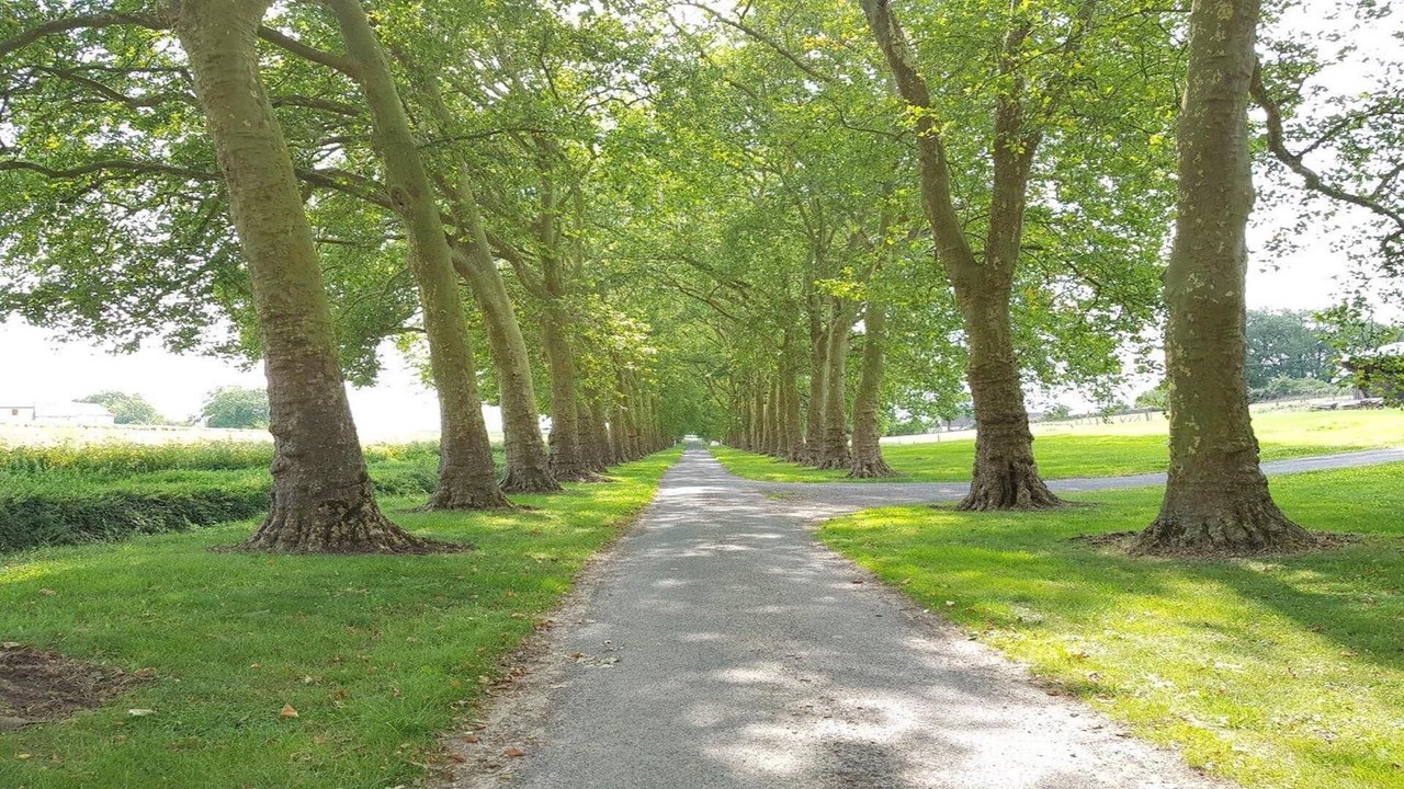 Photo of Others in Saix