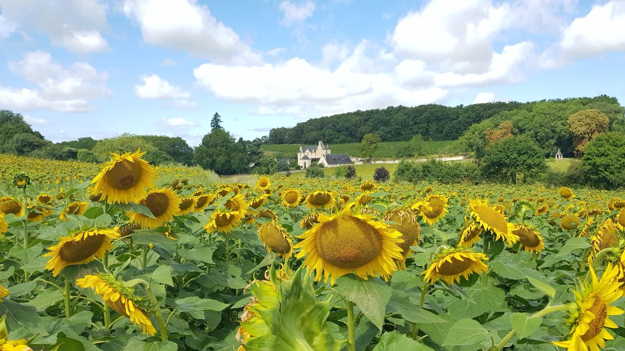 Photo of Outdoor in Saix