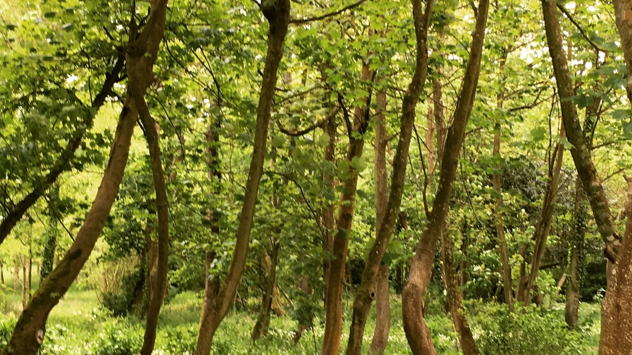 Photo of Others in Wadebridge