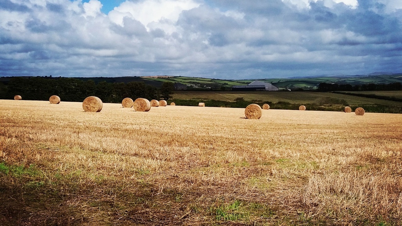 Photo of Others in Wadebridge