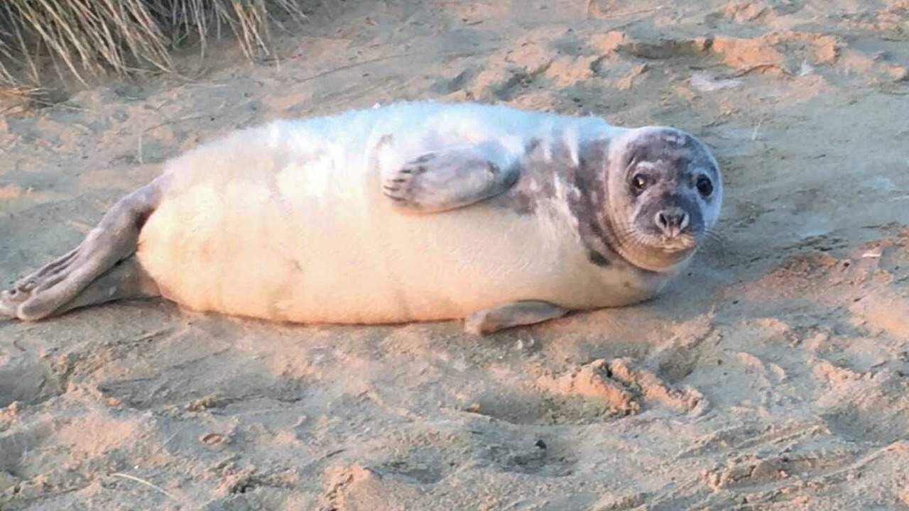 Photo of Others in Horning