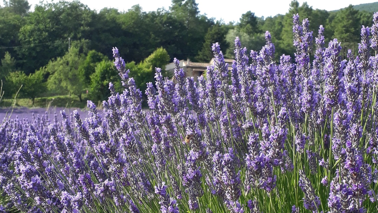 Photo of Outdoor in Souspierre