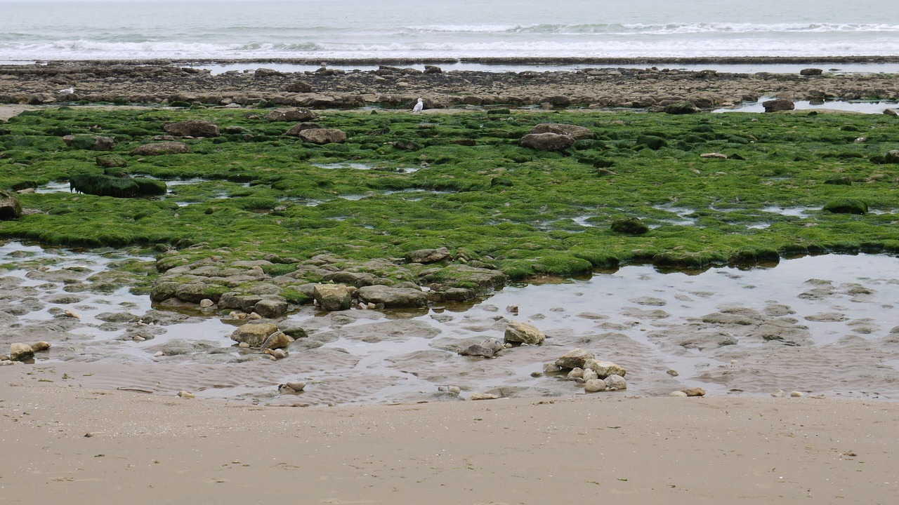 Photo of Others in Saint-Vincent-sur-Jard