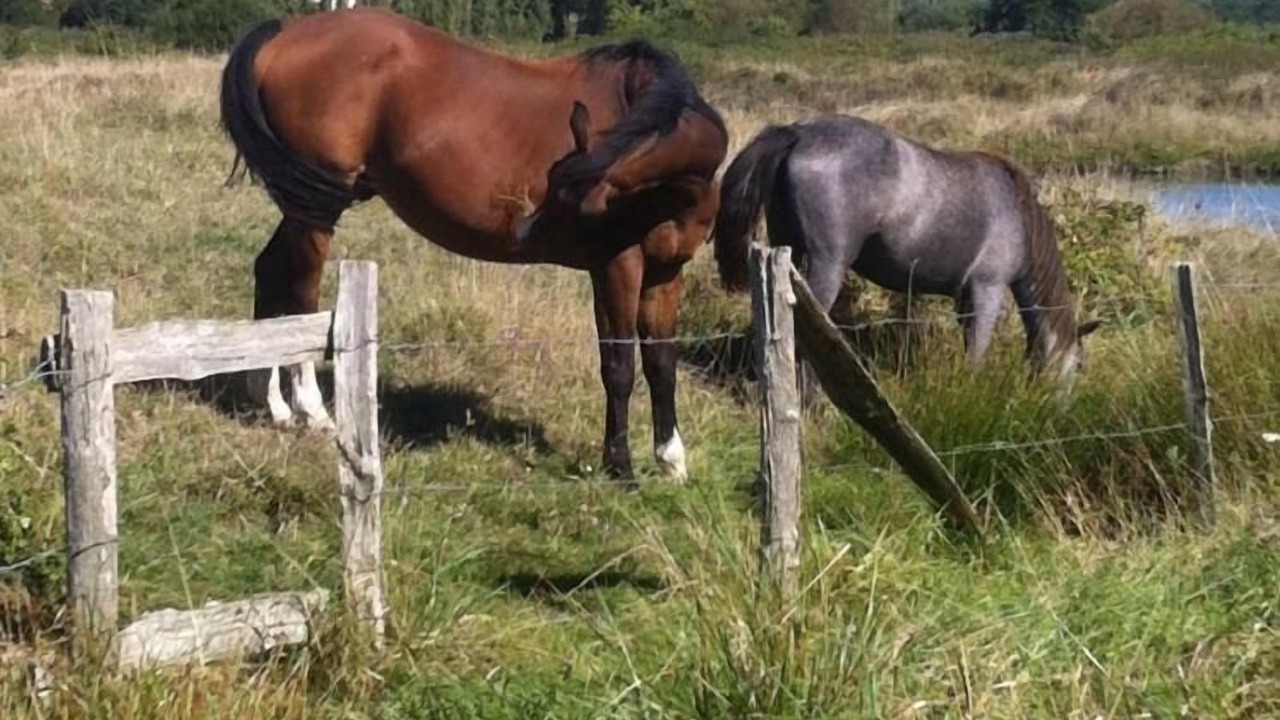 Photo of Outdoor in Les Moutiers-en-Retz