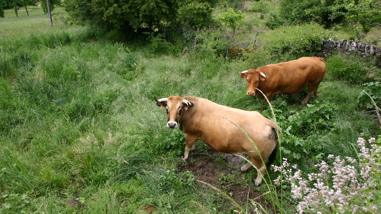 Photo of Outdoor in Vieillevie