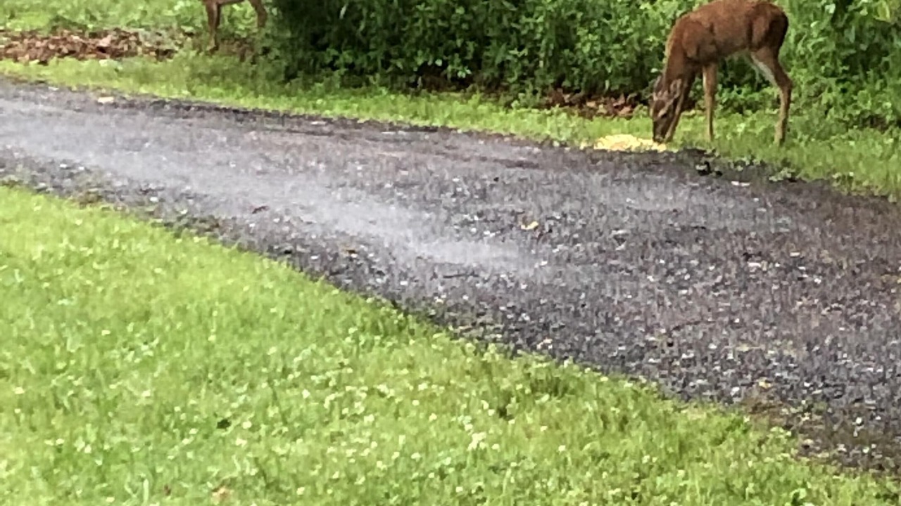 Photo of Outdoor in Todd