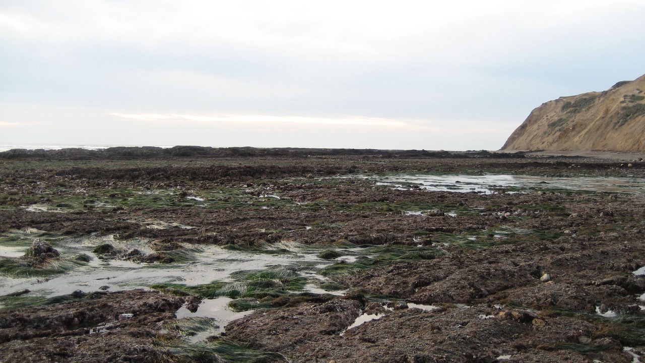 Photo of Others in Bolinas