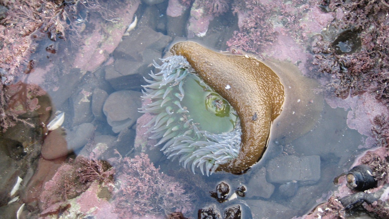 Photo of Others in Bolinas
