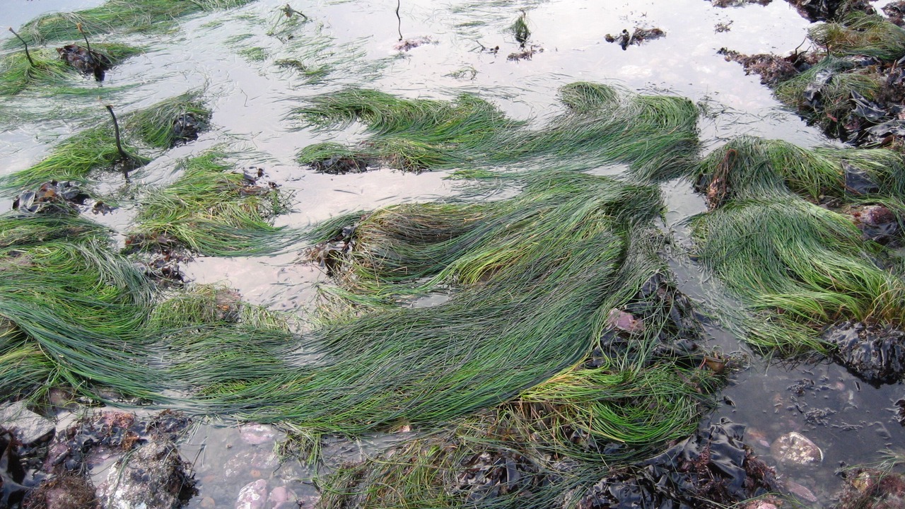 Photo of Others in Bolinas