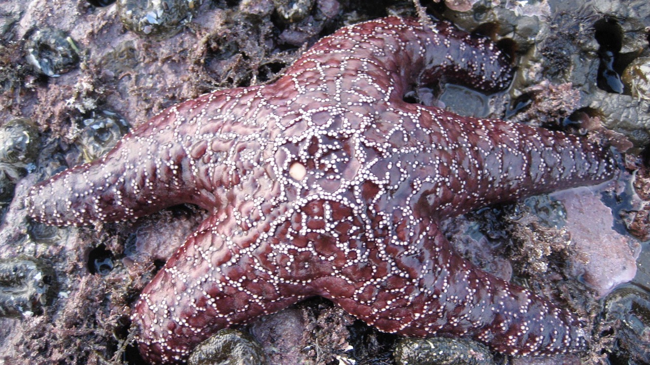 Photo of Others in Bolinas