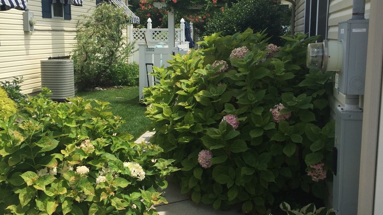 Photo of Others in North Cape May