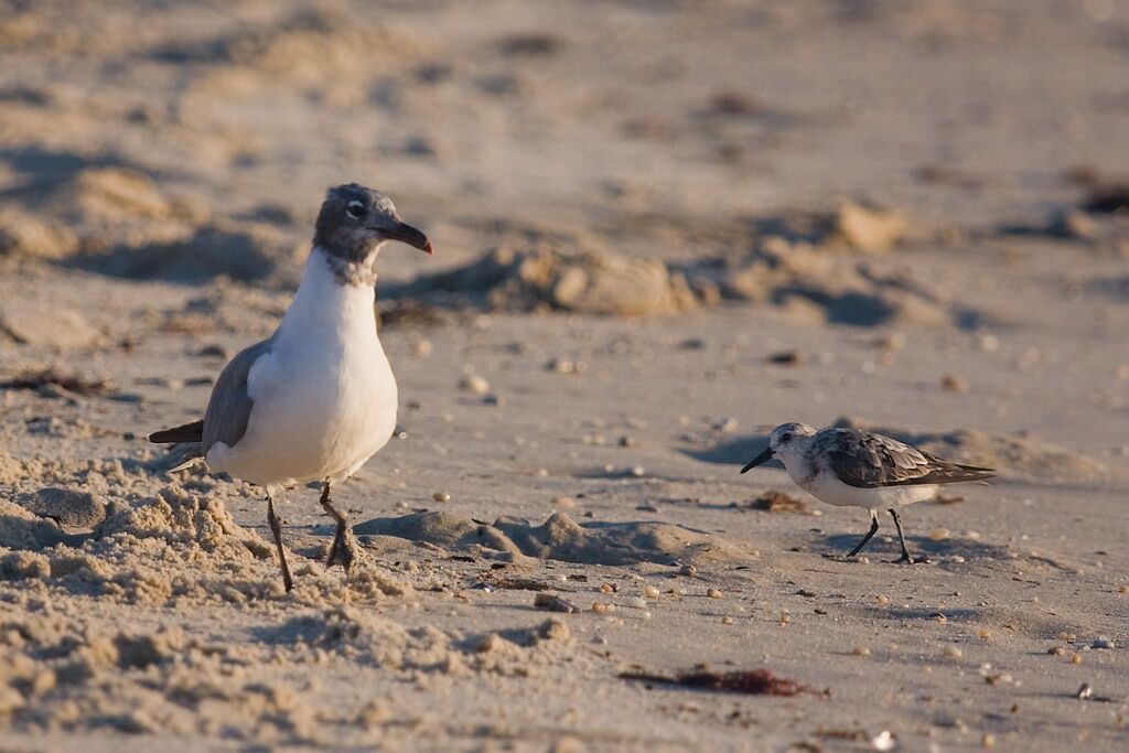 Photo of Others in North Cape May