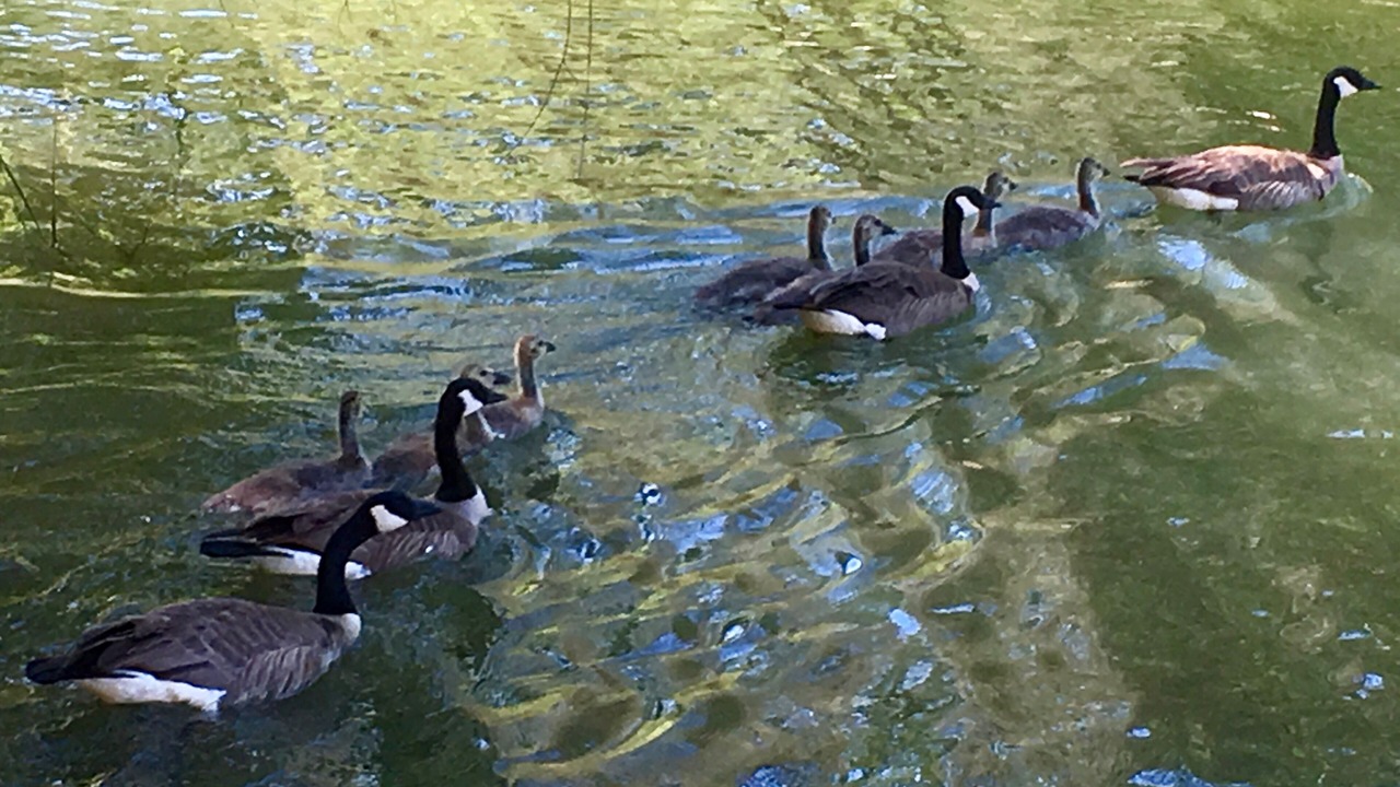 Photo of Others in Meadow Vista