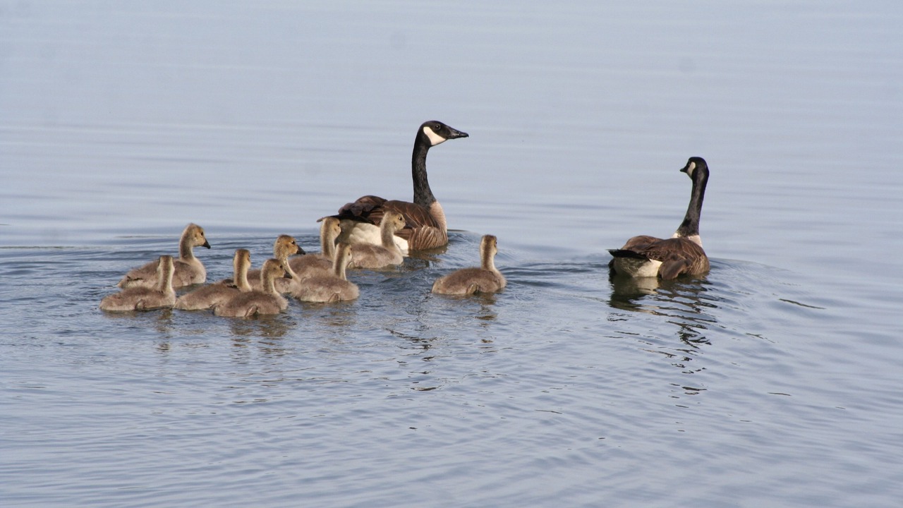 Photo of Others in Meadow Vista