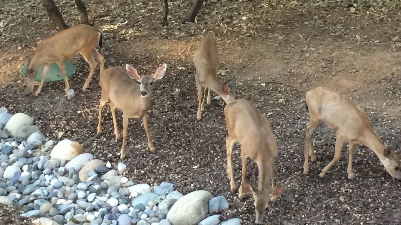 Photo of Outdoor in Meadow Vista