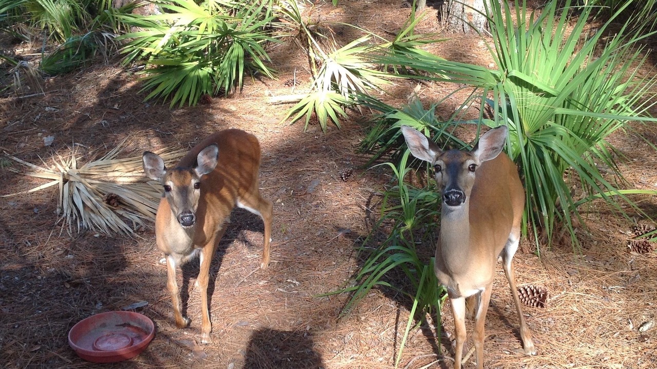 Photo of Outdoor in Saint Helena Island
