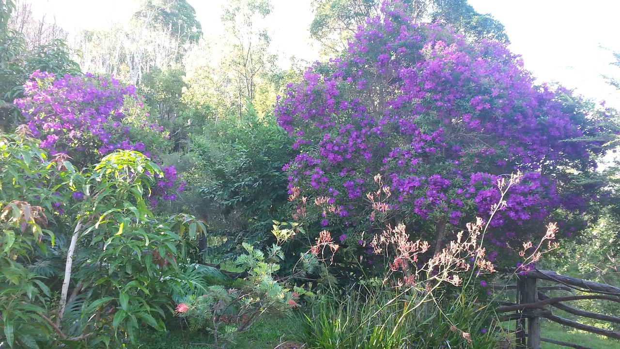 Photo of Outdoor in Mullumbimby