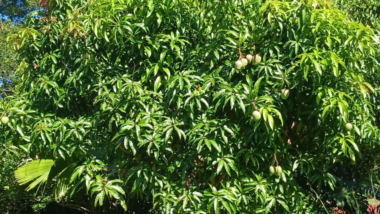 Photo of Outdoor in Mullumbimby