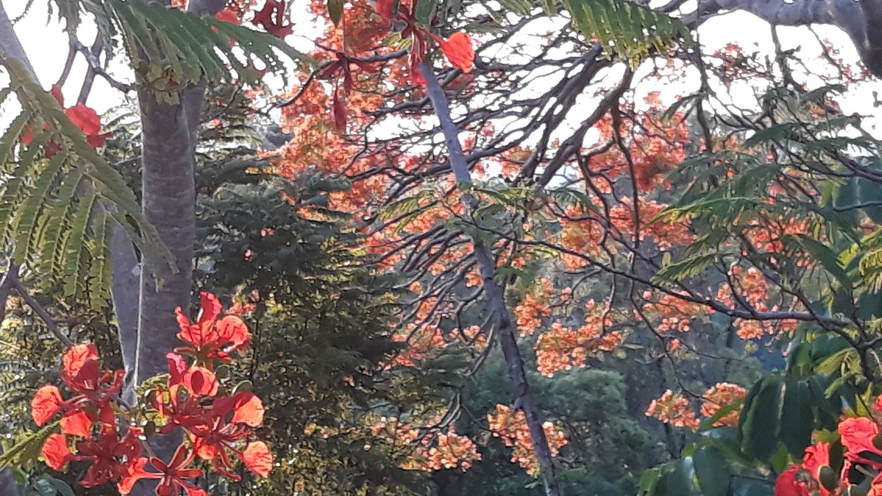 Photo of Outdoor in Mullumbimby