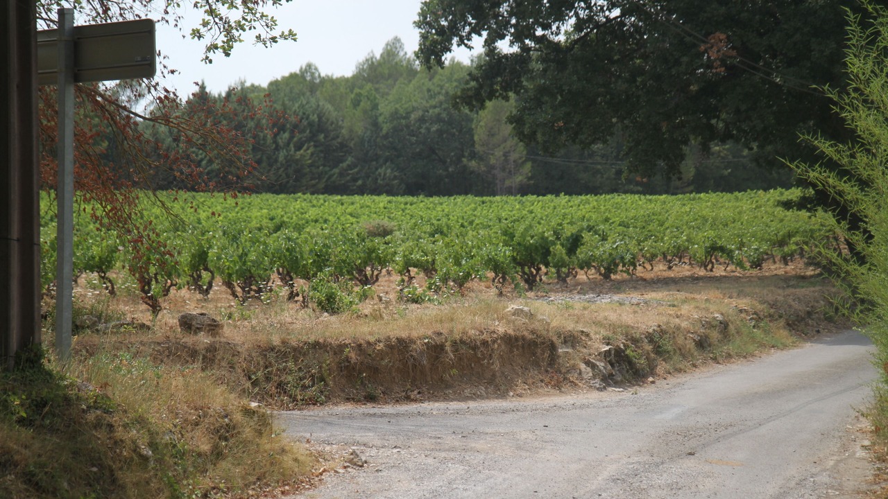 Photo of Outdoor in Lorgues