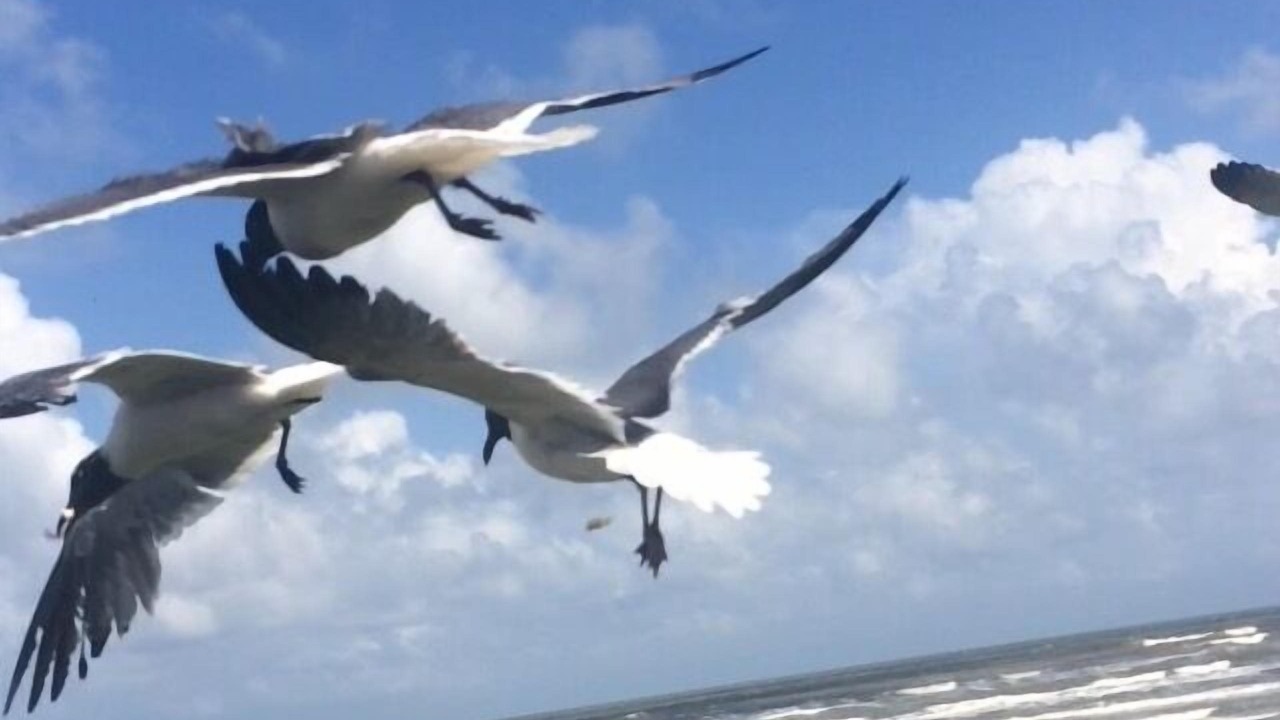 Photo of Others in Galveston