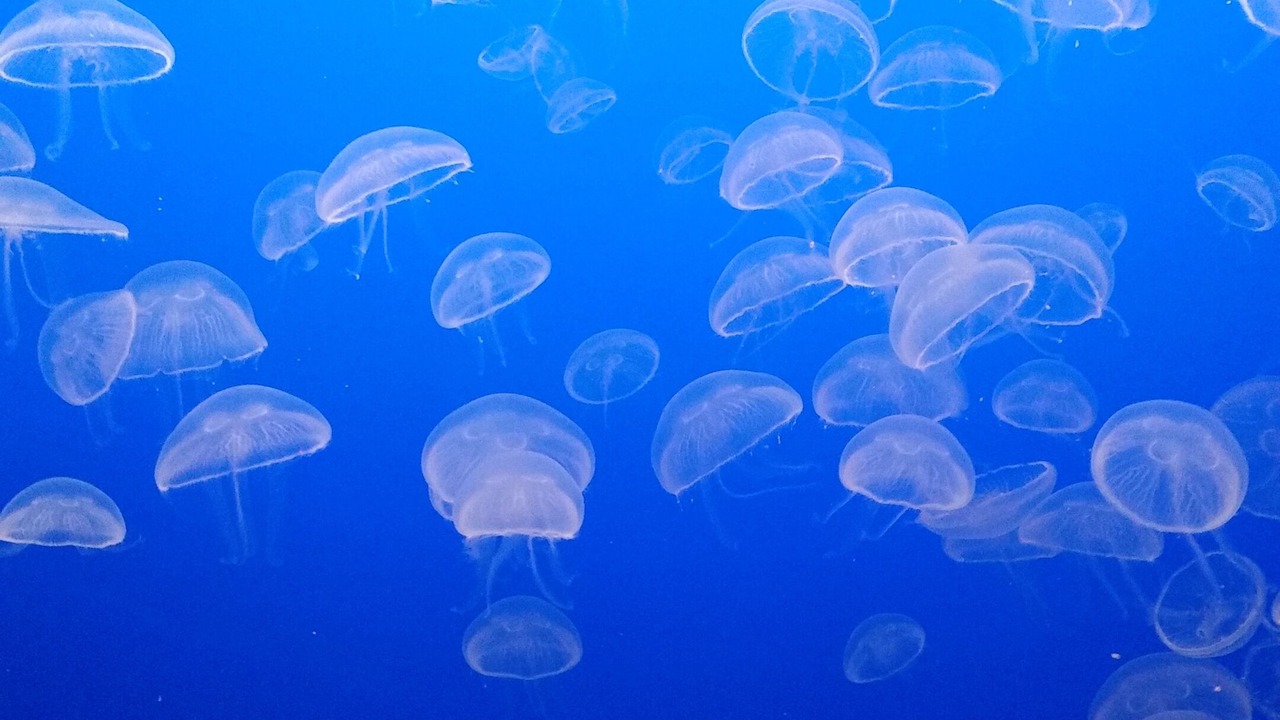 Photo of Others in Monterey