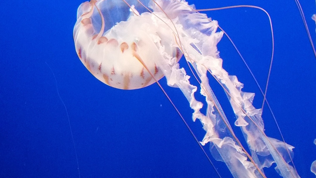 Photo of Others in Monterey