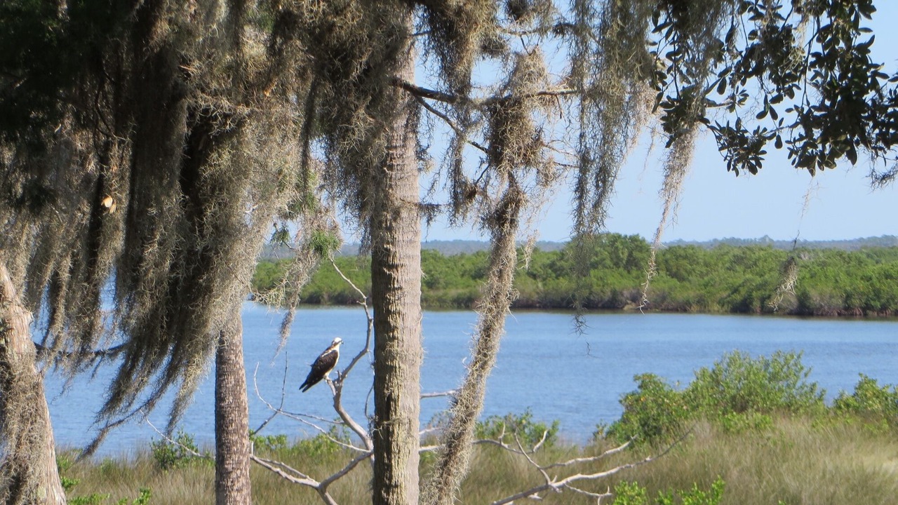 Photo of Outdoor in Crystal River