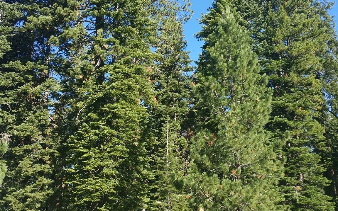 Photo of Outdoor in Strawberry