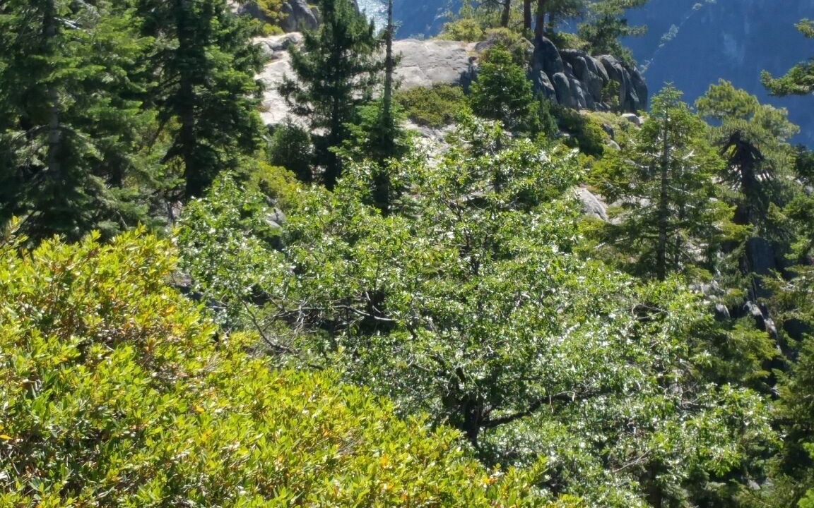 Photo of Outdoor in Strawberry