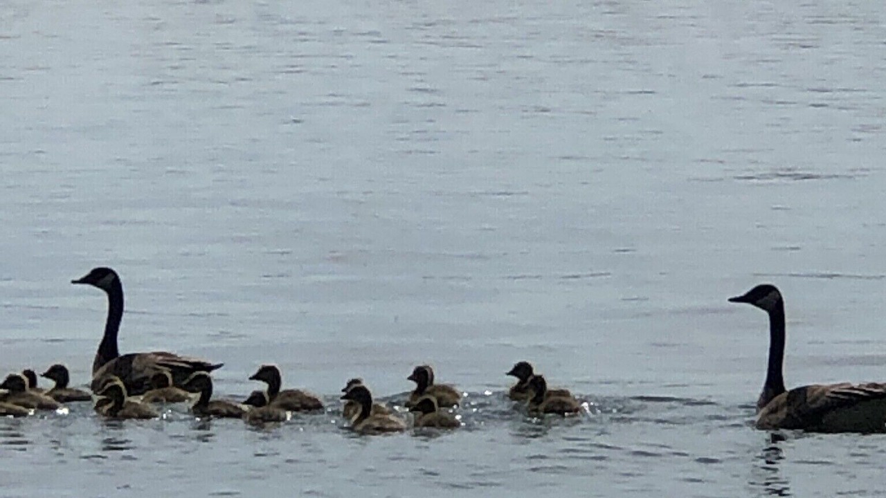 Photo of Others in West Lake