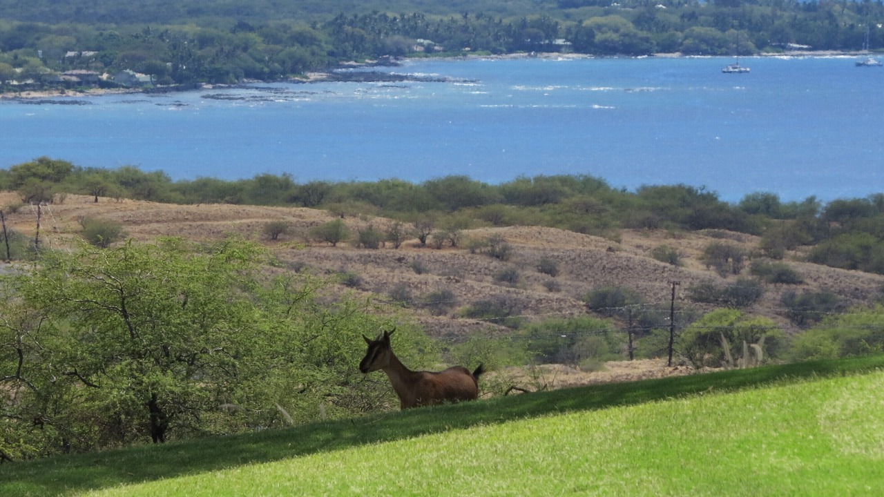 Photo of Others in Kamuela