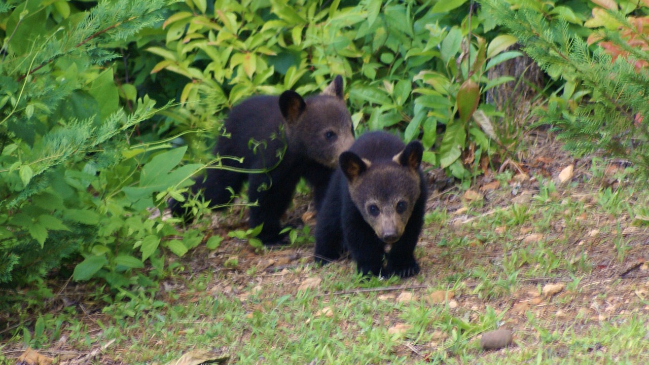 Photo of Outdoor in Gatlinburg
