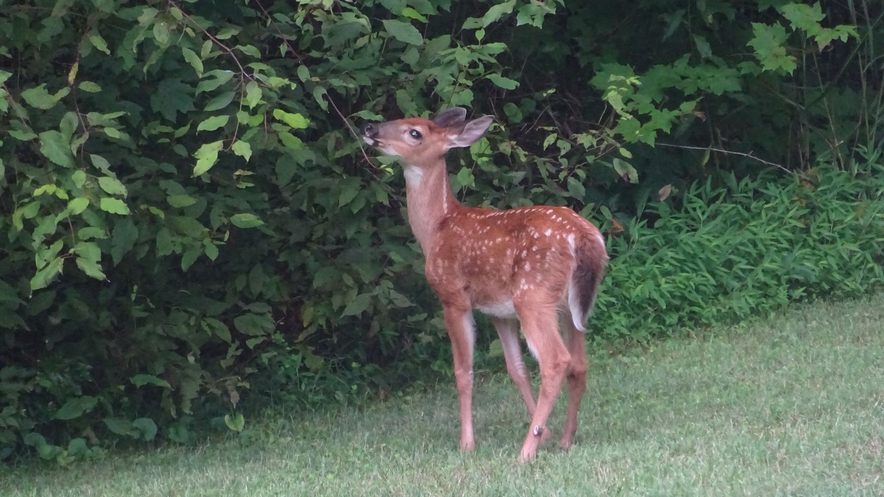 Photo of Outdoor in Hendersonville