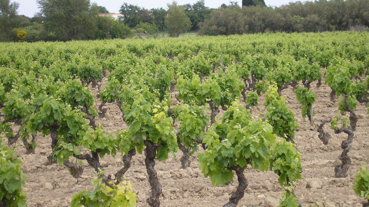 Photo of Outdoor in Lezignan-Corbieres
