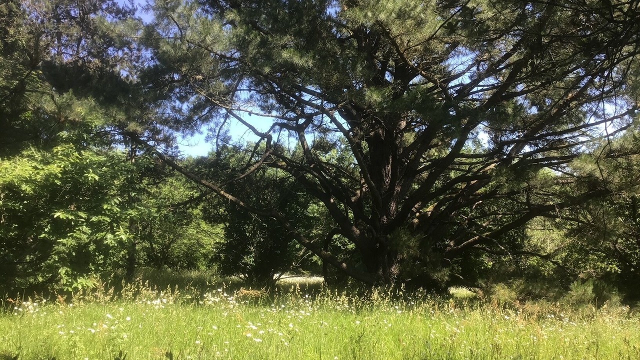 Photo of Outdoor in Poiroux