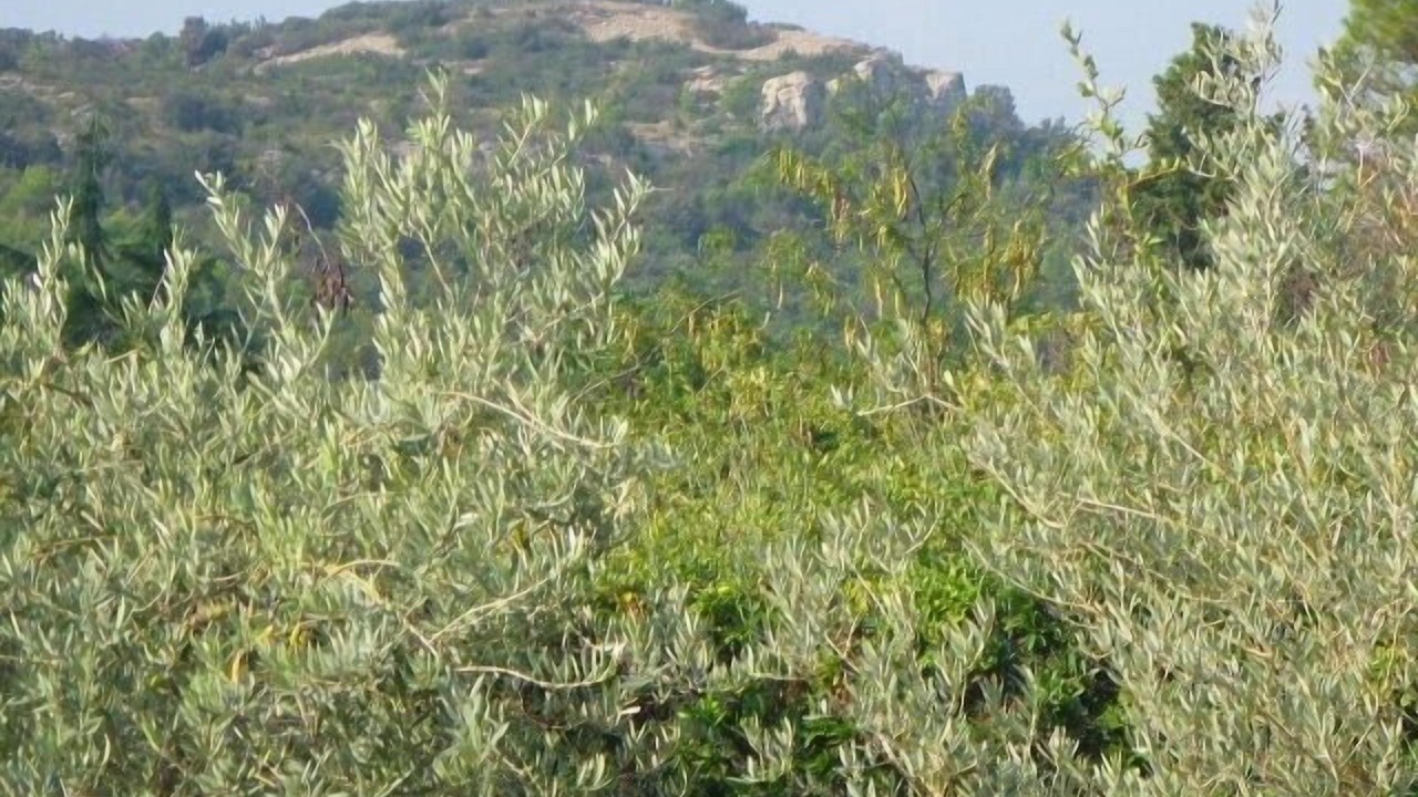 Photo of Outdoor in Mornas