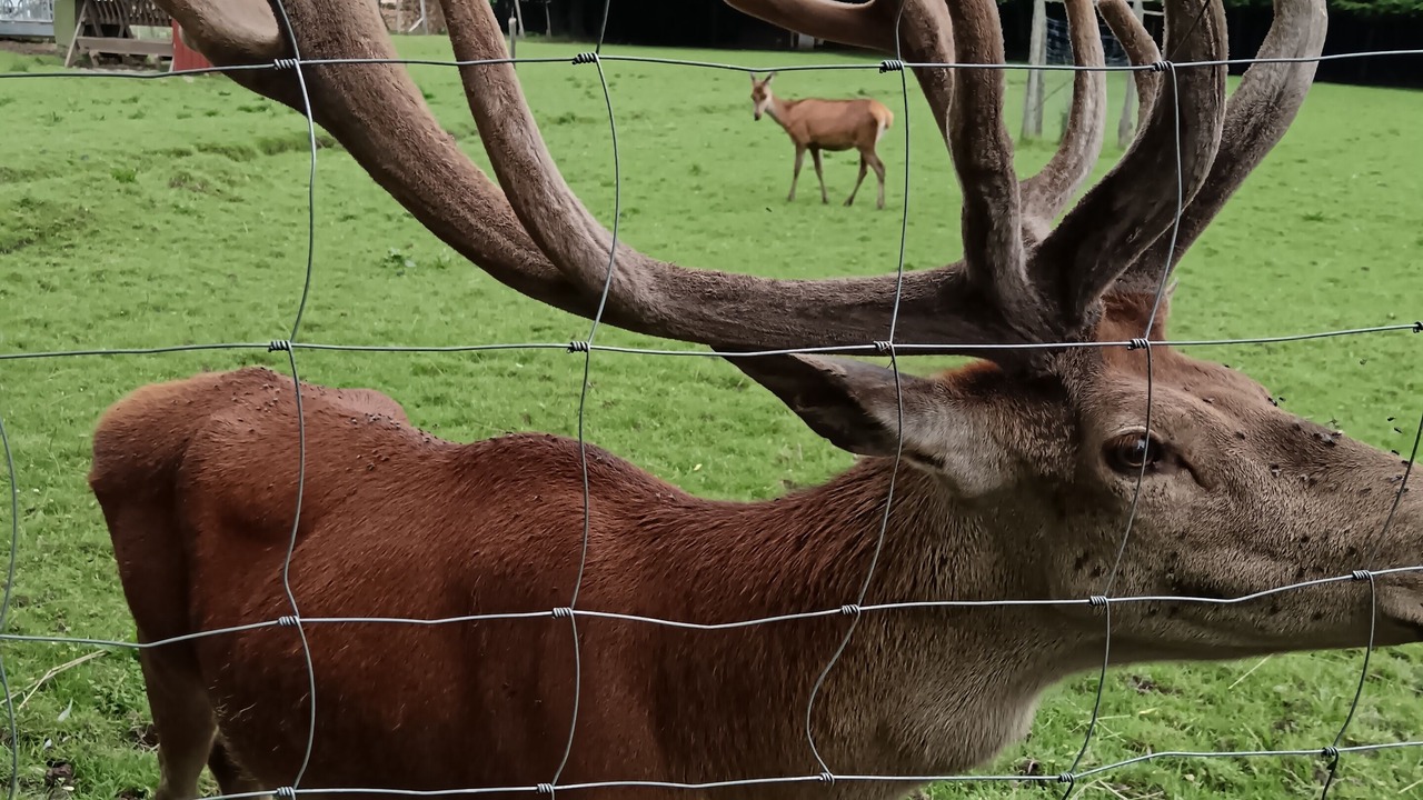 Photo of Outdoor in Steige