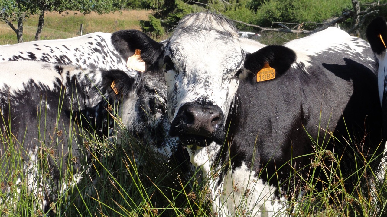 Photo of Outdoor in Basse-sur-le-Rupt