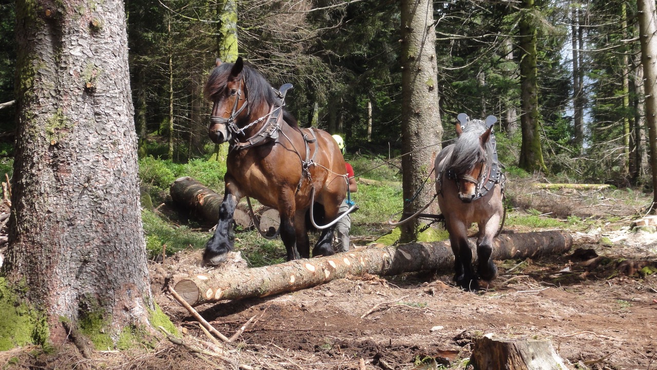 Photo of Others in Basse-sur-le-Rupt