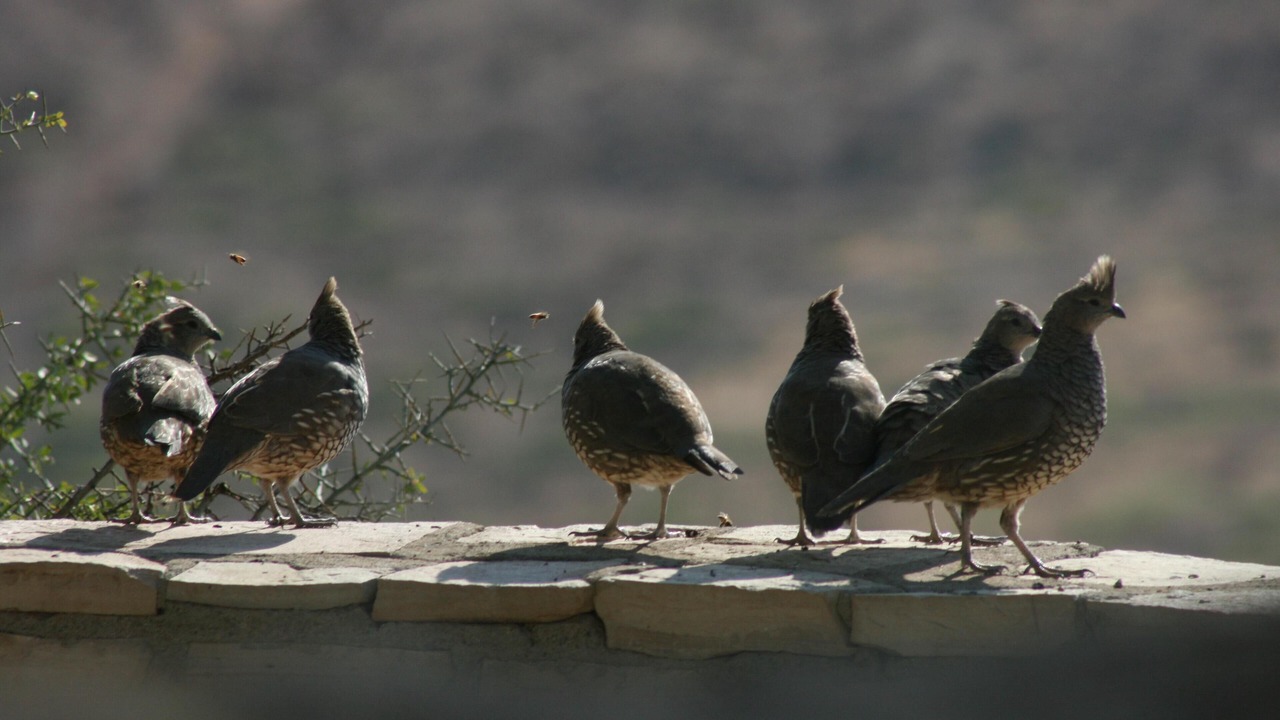 Photo of Others in Alpine