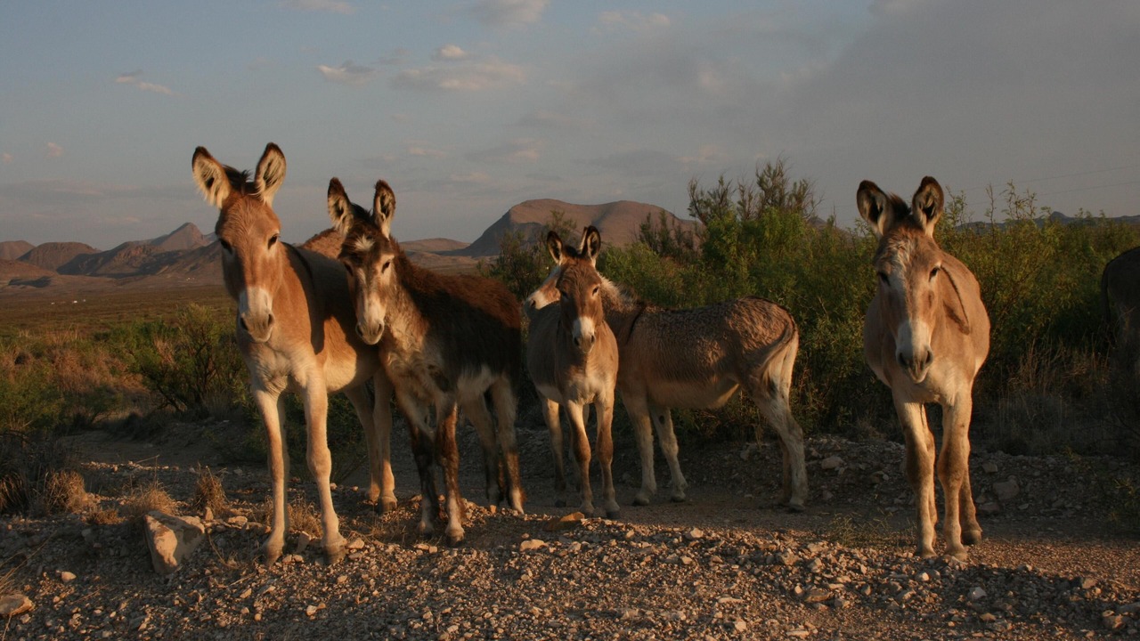 Photo of Others in Alpine