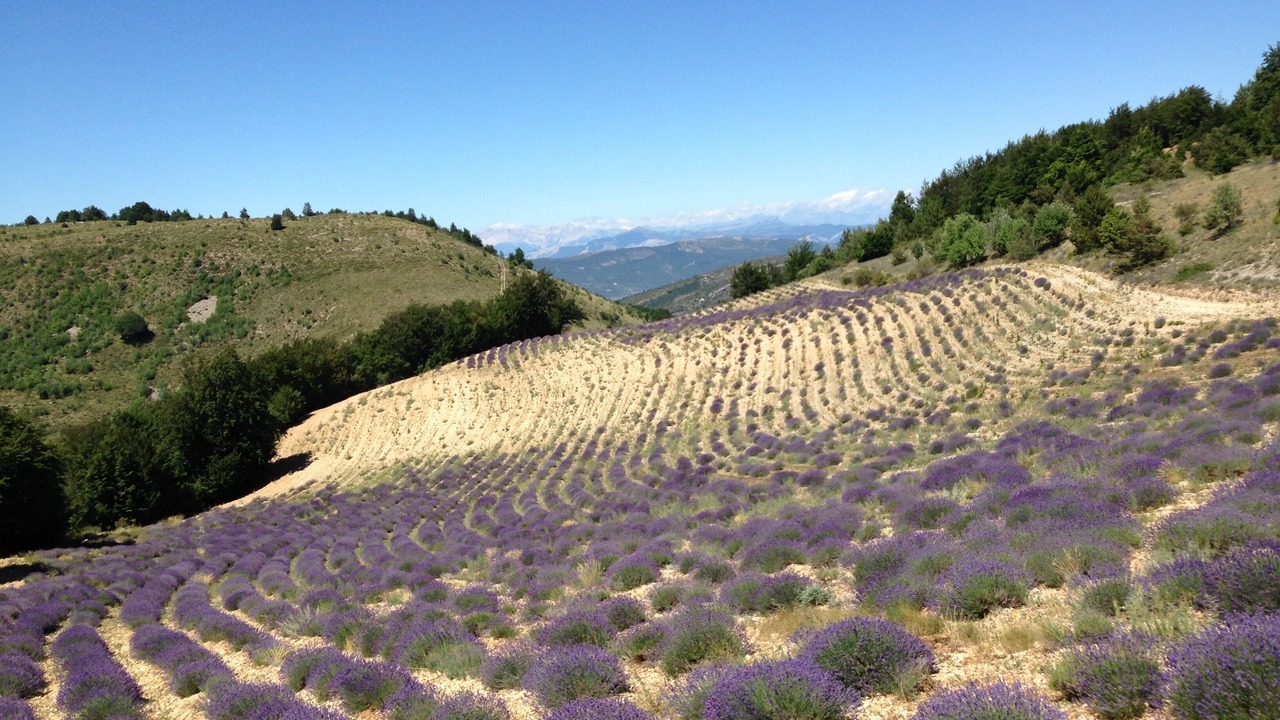 Photo of Outdoor in Curel
