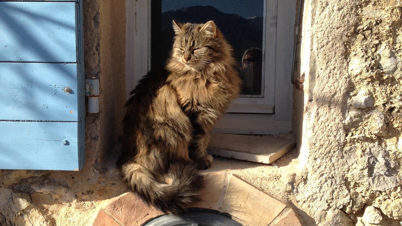 Photo of Outdoor in Curel