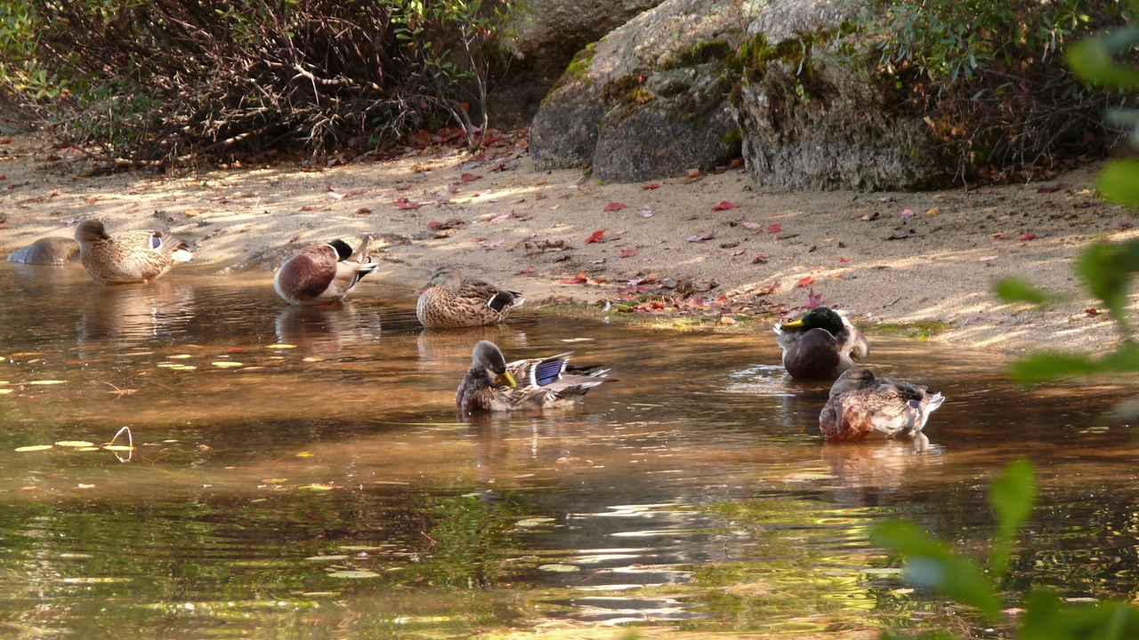Photo of Others in Laconia