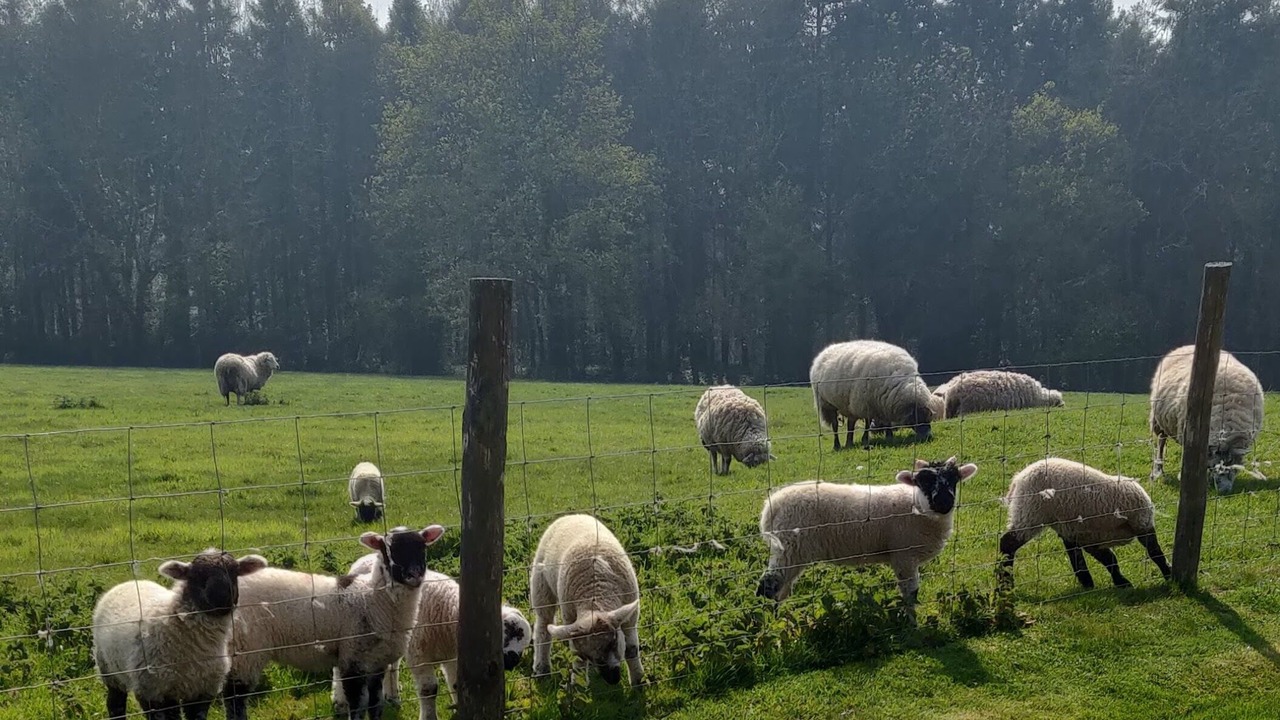 Photo of Others in Bicton