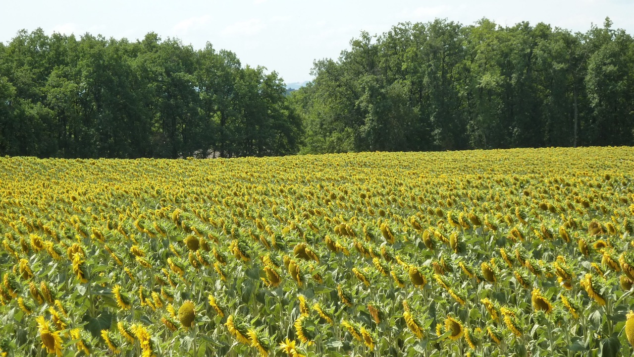 Photo of Outdoor in Cahuzac-sur-Vere